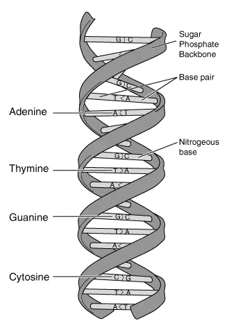 Decoding Your Caffeine Blueprint: How Neurochemistry Determines Your Ideal Dose, Timing, and Delivery